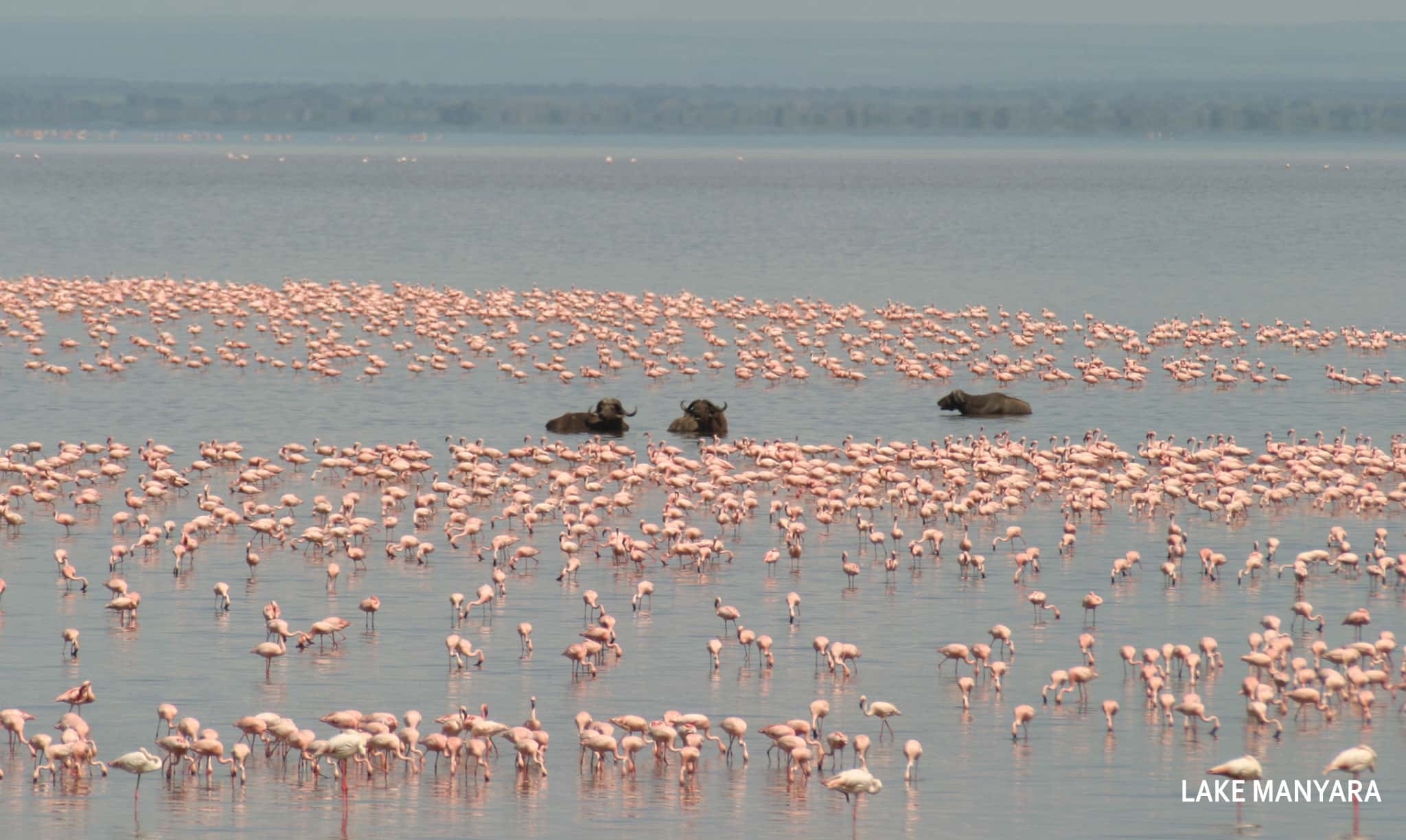 Lake-Manyara