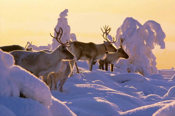 1b9319ef-lapland-winter-reindeer-snowy-forest-arto-komulainen