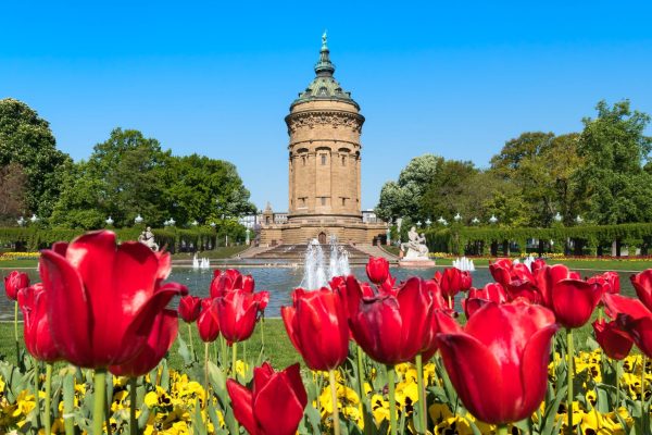 Red,Tulip,Flowers,In,Front,Of,The,Wasserturm,(water,Tower)