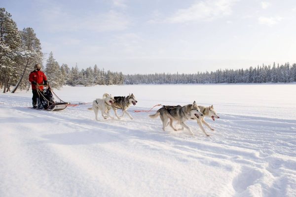 finnish-lapland-husky-sledding-vf-1800x0-c-default