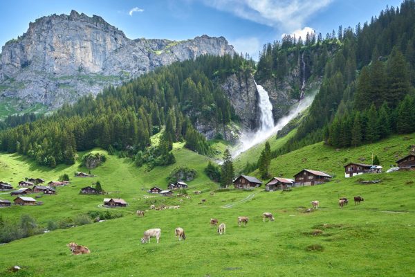 Beautiful,Landscape,Panorama,From,Swiss,Alps,With,Cows,,Waterfall,(aka